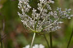 American wild carrot